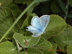 Голубянка-меотическая_6